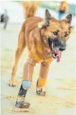  ?? FOTO: DPA ?? Wieder gut zu Fuß: Mischlings­hund Cola mit High-Tech-Prothesen am Strand von Phuket.