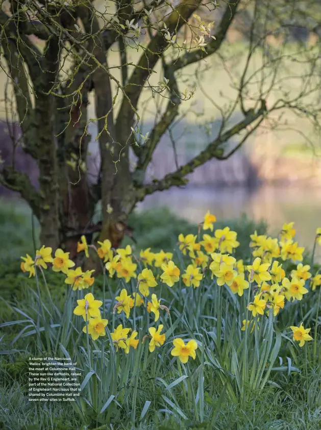  ??  ?? A clump of the Narcissus
‘Helios’ brighten the bank of the moat at Columbine Hall. These sun-like daffodils, raised by the Rev G Engleheart, are part of the National Collection of Engleheart Narcissus that is shared by Columbine Hall and seven other sites in Suffolk.