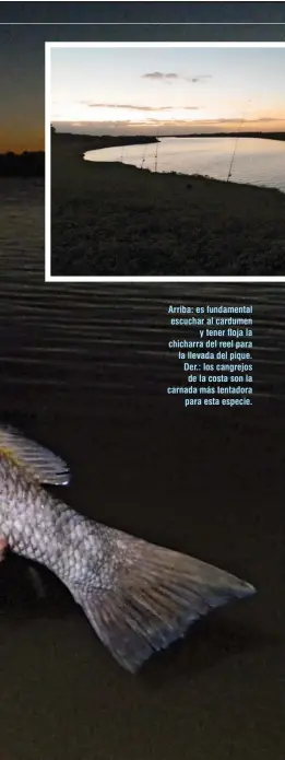  ??  ?? Arriba: es fundamenta­l escuchar al cardumen y tener floja la chicharra del reel para la llevada del pique. Der.: los cangrejos de la costa son la carnada más tentadora para esta especie.