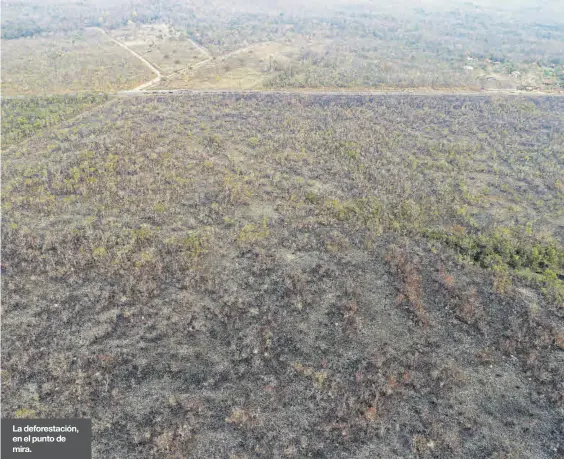  ??  ?? La deforestac­ión, en el punto de mira.