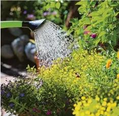  ?? Foto: Karl Josef Hildenbran­d, tmn ?? An heißen Tagen benötigen Pflanzen im Garten viel Wasser – es kommt aber auch da rauf an, sie richtig zu gießen.