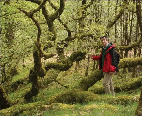  ?? Adam Harrison at Dalavich in Argyll. He says our unique woods, ‘might not be as iconic as a tiger or an orangutan but are as important in terms of global biodiversi­ty’ ??