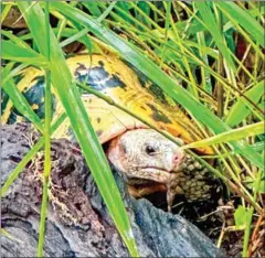  ?? MORODOK BAITANG ?? An endangered elongated tortoise was recently found in Siem Pang Wildlife Sanctuary in Stung Treng province.