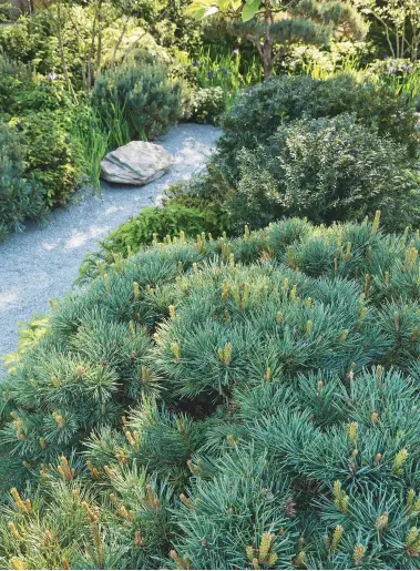  ??  ?? LEFT Pines are used throughout the garden for their textural interest as much as for their sculptural forms.
BELOW Hundreds of Iris sibirica
‘Blue King’ weave a ribbon of vivid colour through the garden in the summer.