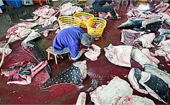  ??  ?? Shark factory: Whale sharks being cut up in a factory in Puqi in China’s Zhejiang province. Investigat­ions by the conservati­on group WildLiferi­sk showed that the factory processes about 600 whale sharks annually. — WildLife risk