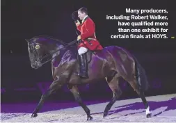  ??  ?? Many producers, including Robert Walker, have qualified more than one exhibit for certain finals at HOYS.