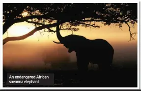  ??  ?? An endangered African savanna elephant