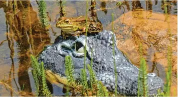  ?? Foto: Günther Kleibl ?? Zum Glück ist das Krokodil, auf dem ein Frosch in einem Schwimmtei­ch in Wallerstei­n (Landkreis Donau Ries) sitzt, nur aus Plas  tik.