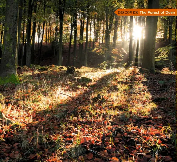  ??  ?? FIRST RAYS Sunlight breaks through the beech trees of the Serridge Inclosure as the forest warms up.