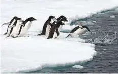  ?? AFP ?? Penguins in Antarctica. The flightless seabirds offer a useful yardstick for researcher­s to judge the health of their habitat.