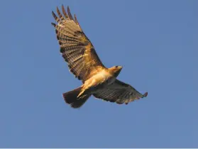  ?? Lee Ann Baker 2015 ?? A redtailed hawk flies over Grizzly Island Road in Suisun City.