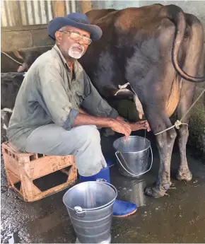  ?? Photo: ?? Meli Tokaibai milking cow at his Lutunamana farm in Vunibau, Deuba, on May 30, 2020. Karalaini Waqanidrol­a