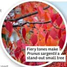  ?? ?? Fiery tones make Prunus sargentii a stand-out small tree