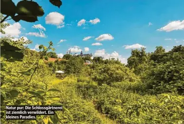  ?? ?? Natur pur: Die Schlossgär­tnerei ist ziemlich verwildert. Ein kleines Paradies.