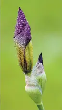  ??  ?? Iris buds after a rain shower — there is little to compare with their drama and intricate colouring.