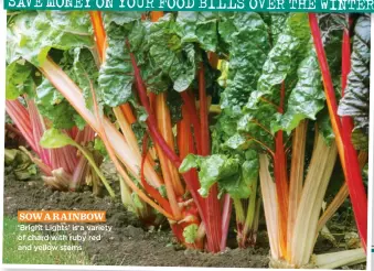  ?? ?? SOW A R AINBOW ‘Bright Lights’ is a variety of chard with ruby red and yellow stems