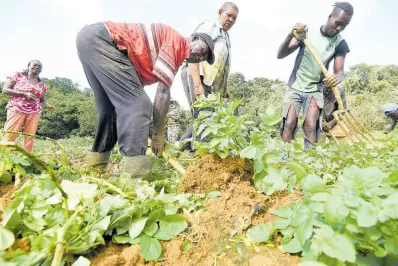  ?? FILE ?? In this July 2023 photo, Irish potato farmers are seen harvesting their crop in New Pen, St Mary.