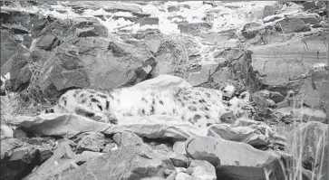  ?? Photograph­s by Terrence Edwards For The Times ?? A SNOW LEOPARD believed to be Tengri’s son is left to come out of sedation. Researcher­s with the World Wildlife Fund working on Jargalant Khairkhan mountain in Mongolia put a tracking collar on the big cat.