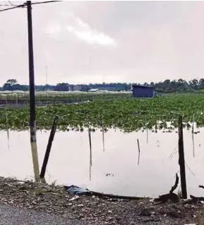 ?? (Foto ihsan Persekutua­n Penanam Sayur) ?? Ladang sayuran di Sengkang, Tangkak yang ditenggela­mi banjir.