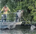  ??  ?? Federal Fisheries and Oceans staff are netting fish close to the shoreline.