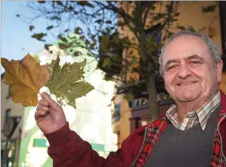  ??  ?? Small leaves are not near as bad as the big floppy leaves, says Cllr Robbie Ireton who wants Gorey’s trees on Main Street replaced with a smaller-leafed variety..