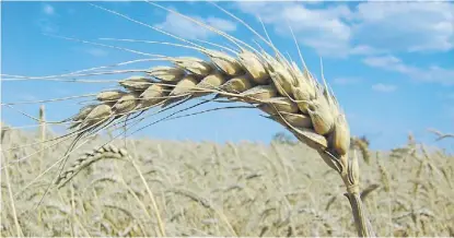  ??  ?? Verde. Prevén que en esta campaña el área destinada al cultivo de fina sea de casi 6 millones de hectáreas.