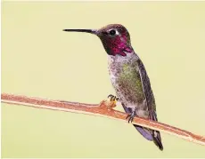  ??  ?? Anna’s hummingbir­d is now a year-round resident thanks to bird feeders. City residents can vote online for their favourite bird by May 14.