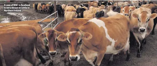  ??  ?? A case of BSE in Scotland is not a threat to cattle in Northern Ireland