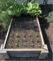  ?? PHOTO BY DON KNABB ?? With a new batch of seeds, beans have finally sprouted in Don Knabb’s West Chester garden.