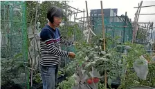  ??  ?? A farmer works in a rooftop vegetable garden on an industrial building high above downtown Hong Kong’s bustling, traffic-clogged streets.