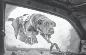  ?? JASON ARMESTO/USA TODAY ?? An avalanche rescue dog dives into a buried car to grab a toy during training in Alta, Utah.