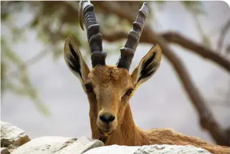  ?? (Deborah Strauss) ?? THE DEER-in-headlight syndrome is certainly not a factor here, as this graceful ibex at home in its natural Ein Gedi habitat exhibits no sign of panic, anxiety, fear or confusion.