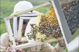  ?? JOHN MINCHILLO / ASSOCIATED PRESS 2015 ?? Volunteers in Mason, Ohio, check honeybee hives for queen activity and perform routine maintenanc­e. About a third of the human diet comes from plants pollinated by honeybees, but their numbers have been declining.