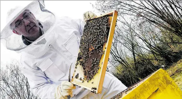  ?? DPA-BILD: CARMEN JASPERSEN ?? Dieter Schimanski entnimmt in seinem Garten eine Bienenwabe aus einem Bienenstoc­k. Für einen monatliche­n Betrag stellt sein Unternehme­n den Bienenstoc­k am gewünschte­n Ort auf, kümmert sich um Tiere und Honig.