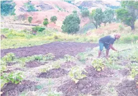  ?? ?? Apolosi Sokia weeding on his farm.