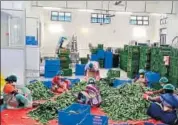  ??  ?? People work in a Farmer Producer Company-run primary processing centre in Krishnagir­i. The farmer cooperativ­es are helping in door-to-door delivery of pre-packaged vegetable boxes.
HT