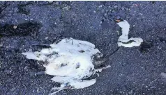  ??  ?? A swan was ripped apart by two dogs at Porth Penrhyn, Bangor, at around 6.30pm on Sunday.