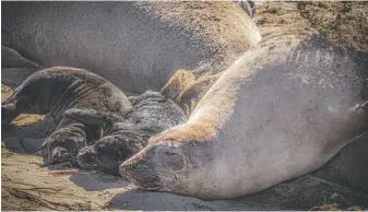  ??  ?? Elephant Seal Rookery south of Ragged Point