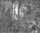  ??  ?? A white ibis flies by the Panther Island Mitigation Bank near Naples, Fla. Experts say the Trump administra­tion’s move to redefine what constitute­s a waterway under federal law is threatenin­g a uniquely American effort to save wetlands from...