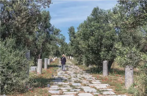  ??  ?? 1988 yılında UNESCO Dünya Kültür Mirası Listesi’ne dâhil edilen Troya antik kentine ait eserlerin sergilendi­ği Troya Müzesi’nin bahçesinde­ki sütunlu yol.
The colonnade in the garden of the Troy Museum where the findings unearthed in the ancient city of Troy, which was admitted to the UNESCO World Heritage List in 1988, are on exhibit.