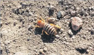  ?? RUSSELL WANGERSKY/THE TELEGRAM ?? A Jerusalem cricket in the High Rock Canyon, Nevada.