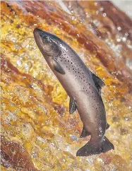  ??  ?? UNMATCHED Beautiful wild salmon leaps up a waterfall