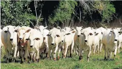  ?? PAULO LIEBERT/ESTADÃO ?? Aftosa. Mercados querem carne de animais não vacinados