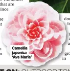  ?? ?? Camellia japonica ‘Ave Maria’ dou ity