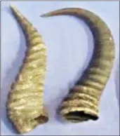  ?? ?? Springbok horns.