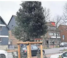  ?? FOTO: STADT RATINGEN ?? Die Stechpalme ziert jetzt das Lintorfer Stadtbild. Drei Exemplare wurden im Rahmen eines Pilotproje­ktes in Lintorf gepflanzt und sollen sich als Straßenbäu­me bewähren.