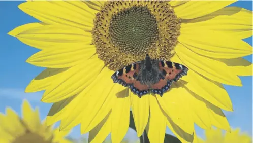  ?? PICTURE: OWEN HUMPHREYS/PA WIRE ?? A Red Admiral butterfly takes advantage of a blooming sunflower