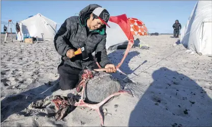  ?? CP PHOTO ?? Guardian Jimmy Pauloosie cleans up some caribou antlers he found after another guardian killed the animal for meat the day before at Davit camp on Saunitalik Island near Gjoa Haven, Nunavut. The Guardians protect the area as crews work to recover...