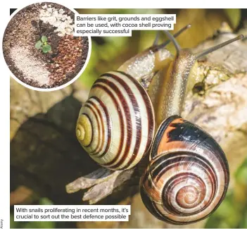  ??  ?? Barriers like grit, grounds and eggshell can be used, with cocoa shell proving especially successful With snails proliferat­ing in recent months, it’s crucial to sort out the best defence possible