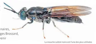  ??  ?? La mouche soldat noire est l’une des plus utilisées et des plus prometteus­es pour produire des protéines destinées à l’alimentati­on animale.